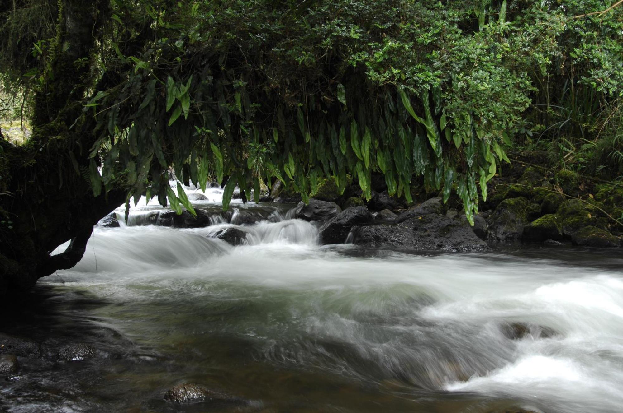 테르마스 데 파팔락타 호텔 파파약타 외부 사진 A river in the rain forest